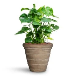 Monstera Deliciosa - HydroCare -Plants Sale Store Monstera deliciosa HydroCare Treasure Selena Planter Chalk Beige