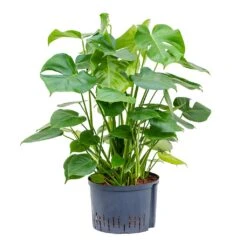 Monstera Deliciosa - HydroCare -Plants Sale Store Monstera deliciosa Hydroculture 28 19x85cm
