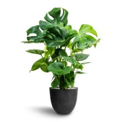 Monstera Deliciosa - HydroCare -Plants Sale Store Monstera deliciosa Hydroculture Bola Artstone Plant Pot Black