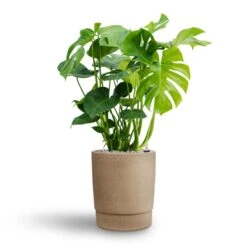Monstera Deliciosa - HydroCare -Plants Sale Store Monstera deliciosa Hydroculture Chao Plant Pot Concrete