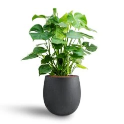 Grigio Balloon Plant Pot - Anthracite Concrete -Plants Sale Store Monstera deliciosa Hydroculture Grigio Balloon Plant Pot Anthracite Concrete 2 4856dd29 eb28 4fec 895f 67751abe7449