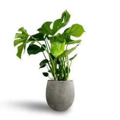 Grigio Balloon Plant Pot - Natural Concrete 11 Grigio Balloon Plant Pot - Natural Concrete -Plants Sale Store Monstera deliciosa Hydroculture Grigio Balloon Plant Pot Natural Concrete 1c39b812 af40 4602 97a6 043e5900721f