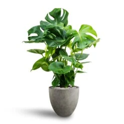 Monstera Deliciosa - HydroCare -Plants Sale Store Monstera deliciosa Hydroculture Grigio Egg Pot Planter Natural Concrete