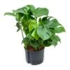 Monstera Deliciosa - HydroCare -Plants Sale Store Monstera deliciosa Hydroculture Indoor Plant