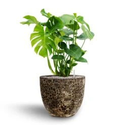Monstera Deliciosa - HydroCare -Plants Sale Store Monstera deliciosa Hydroculture Lava Couple Relic Planter Black
