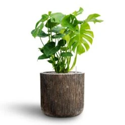 Monstera Deliciosa - HydroCare -Plants Sale Store Monstera deliciosa Hydroculture Luxe Lite Waterfall Cylinder Planter Bronze