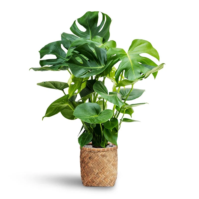 Zayn Bamboo Planter 14 Zayn Bamboo Planter - Image 12
