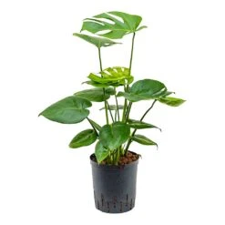Monstera Deliciosa - HydroCare -Plants Sale Store Monstera deliciosa Indoor Plant Hydroculture 18 19x70cm