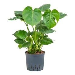Monstera Deliciosa - HydroCare -Plants Sale Store Monstera deliciosa Indoor Plant Hydroculture 22 19x70cm