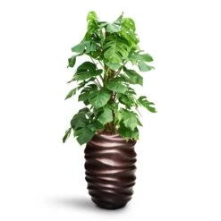 Gradient Lee Partner Planter - Matt Coffee -Plants Sale Store Monstera deliciosa Moss Pole HydroCare Gradient Lee Partner Planter Matt Coffee 5606cfb2 d1e1 4b7a 8b46 d21c2c65acb4