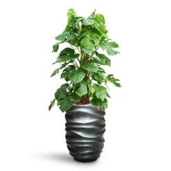 Monstera Deliciosa - Moss Pole - HydroCare -Plants Sale Store Monstera deliciosa Moss Pole HydroCare Gradient Lee Partner Planter Matt Grey