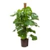 Monstera Deliciosa - Moss Pole - HydroCare -Plants Sale Store Monstera deliciosa Moss Pole Hydroculture Indoor Plant