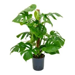 Monstera Deliciosa - Moss Pole - HydroCare -Plants Sale Store Monstera deliciosa Moss Pole Indoor Plant Hydroculture 18 19x90cm