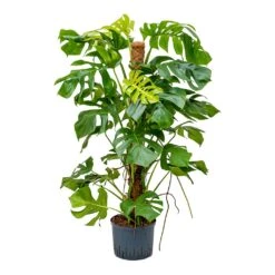 Monstera Deliciosa - Moss Pole - HydroCare -Plants Sale Store Monstera deliciosa Moss Pole Indoor Plant Hydroculture 25 19x130cm