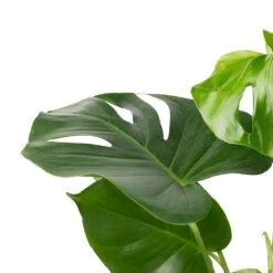 Monstera Deliciosa - Swiss Cheese Plant -Plants Sale Store Monstera deliciosa Swiss Cheese Plant 17x65cm 2