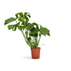 Monstera Deliciosa - Swiss Cheese Plant -Plants Sale Store Monstera deliciosa Swiss Cheese Plant 21x70cm