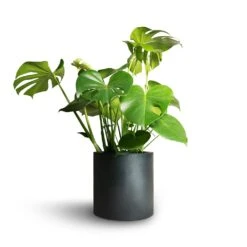 Puk Natural Planter - Matt Black 13 Puk Natural Planter - Matt Black -Plants Sale Store Monstera deliciosa Swiss Cheese Plant 21x70cm Puk Natural Planter Matt Black 25x25cm