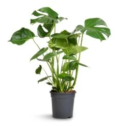 Monstera Deliciosa - Swiss Cheese Plant -Plants Sale Store Monstera deliciosa Swiss Cheese Plant 21x80cm 2