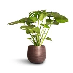 Monstera Deliciosa - Swiss Cheese Plant -Plants Sale Store Monstera deliciosa Swiss Cheese Plant 21x80cm Lydia Plant Pot Shiny Purple 26x26cm 30aae58f 4d6d 45e9 a0b4 108d0bd2cca8