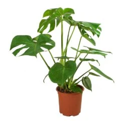 Monstera Deliciosa - Swiss Cheese Plant -Plants Sale Store Monstera deliciosa Swiss Cheese Plant