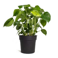 Monstera Deliciosa - Swiss Cheese Plant -Plants Sale Store Monstera deliciosa Swiss Cheese Plant 30cm