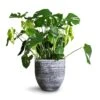 Monstera Deliciosa - Swiss Cheese Plant -Plants Sale Store Monstera deliciosa Swiss Cheese Plant 30x80cm Cas Plant Pot Anthracite 39x36cm