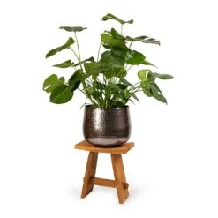 Monstera Deliciosa - Swiss Cheese Plant -Plants Sale Store Monstera deliciosa Swiss Cheese Plant 30x80cm Jenna Metal Plant Pots Set3 Lead 9154eb5d d5a4 43f1 a3a5 6238707d9c6d