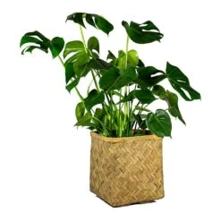 Kobe Bamboo Planter 29 Kobe Bamboo Planter -Plants Sale Store Monstera deliciosa Swiss Cheese Plant Kobe Bamboo Planter plant pot 765e3818 43e1 4b9d 9b03 2092a9d1c5a8