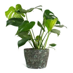 Lava Couple Straight Relic Planter - Jade -Plants Sale Store Monstera deliciosa Swiss Cheese Plant Lava Couple Straight Relic Planter Jade