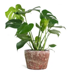 Monstera Deliciosa - Swiss Cheese Plant -Plants Sale Store Monstera deliciosa Swiss Cheese Plant Lava Couple Straight Relic Planter Pink 1c570f30 76d0 4e5f 8efc e6db177ddf6c