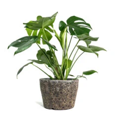 Monstera Deliciosa - Swiss Cheese Plant -Plants Sale Store Monstera deliciosa Swiss Cheese Plant Lava Couple Straight Relic Planter Rust d7609045 b386 403e 94f9 c4b9991748d3