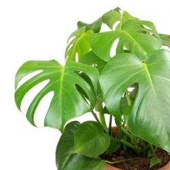 Monstera Deliciosa - Moss Pole - HydroCare -Plants Sale Store Monstera deliciosa Swiss Cheese Plant Leaves b8e99950 1f87 4732 936f d5030097bfc4