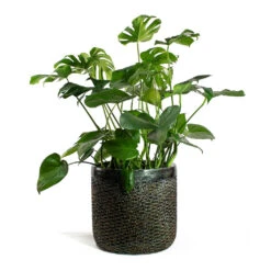 Luxe Lite Layer Cylinder Planter - Bronze -Plants Sale Store Monstera deliciosa Swiss Cheese Plant Luxe Lite Layer Cylinder Planter Bronze