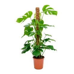 Monstera Deliciosa - Swiss Cheese Plant - Moss Pole -Plants Sale Store Monstera deliciosa Swiss Cheese Plant Moss Pole