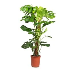 Monstera Deliciosa - Swiss Cheese Plant - Moss Pole -Plants Sale Store Monstera deliciosa Swiss Cheese Plant Moss Pole 24x110cm