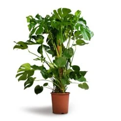 Monstera Deliciosa - Swiss Cheese Plant - Moss Pole -Plants Sale Store Monstera deliciosa Swiss Cheese Plant Moss Pole 27x120cm 1