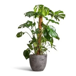 Monstera Deliciosa - Swiss Cheese Plant - Moss Pole -Plants Sale Store Monstera deliciosa Swiss Cheese Plant Moss Pole 27x120cm Bola Artstone Plant Pot Grey 38x33cm 2