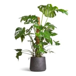 Patt Plant Pot - Black Washed -Plants Sale Store Monstera deliciosa Swiss Cheese Plant Moss Pole 27x120cm Patt Plant Pot Black Washed 34x29cm ab2149e8 7db8 44c9 98fb c2395be54661