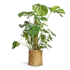 Monstera Deliciosa - Swiss Cheese Plant - Moss Pole