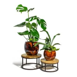 Kae Plant Pot - Cayenne -Plants Sale Store Monstera deliciosa Swiss Cheese Plant Platycerium bifurcatum Common Staghorn Fern kae cayenne plant pot lois stand