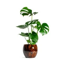 Kae Plant Pot - Cayenne -Plants Sale Store Monstera deliciosa Swiss Cheese Plant kae cayenne plant pot afbb3903 d0b4 4ce0 8091 691d8e5ab0c9