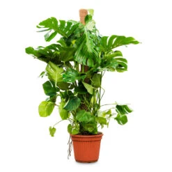 Monstera Deliciosa - Swiss Cheese Plant - Moss Pole -Plants Sale Store Monstera deliciosa moss pole 40x160cm