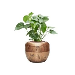 Opus Raw Couple Planter - Gold -Plants Sale Store Monsteradeliciosa Hydroculture OpusRawCouplePlanter Gold