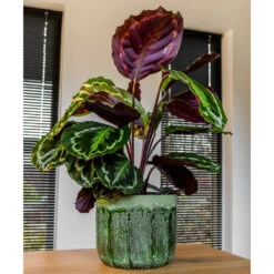 Moon Plant Pot - Jungle -Plants Sale Store MoonPlantPotJungle 1