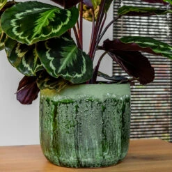 Moon Plant Pot - Jungle -Plants Sale Store MoonPlantPotJungle 2