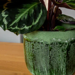 Moon Plant Pot - Jungle -Plants Sale Store MoonPlantPotJungle 3