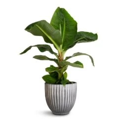 Lagos Plant Pot - Anthracite -Plants Sale Store Musa Dwarf Cavendish Banana Plant 17x50cm Lagos Plant Pot Anthracite 20x20cm 611907d0 869b 4785 8a98 8db8231c95c8