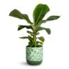 Musa Dwarf Cavendish - Banana Plant -Plants Sale Store Musa Dwarf Cavendish Banana Plant 17x50cm Ocean Glaze Plant Pot Emerald 18x18cm