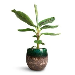 Lindy Plant Pot - Black Green -Plants Sale Store Musa Dwarf Cavendish Banana Plant 17x60cm Lindy Plant Pot Black Green 23x20cm 2b6dc9c7 ee31 433a 8426 67d83d693d61