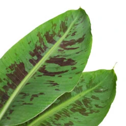 Musa Dwarf Cavendish - Banana Plant -Plants Sale Store Musa Dwarf Cavendish Banana Plant 17x60cm 977021eb ac1e 4c07 a26c 9a61cc33aa1d